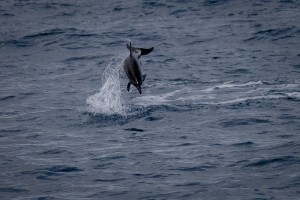 Spinner Dolphin   Kauai Hawaii 9800